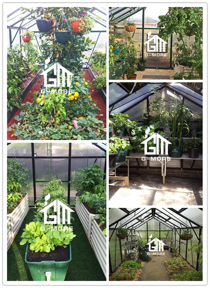 G-MORE Titan 3M width greenhouse internal.jpg