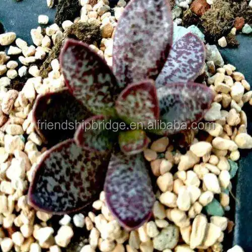 Adromischus Marianiae 2.jpg