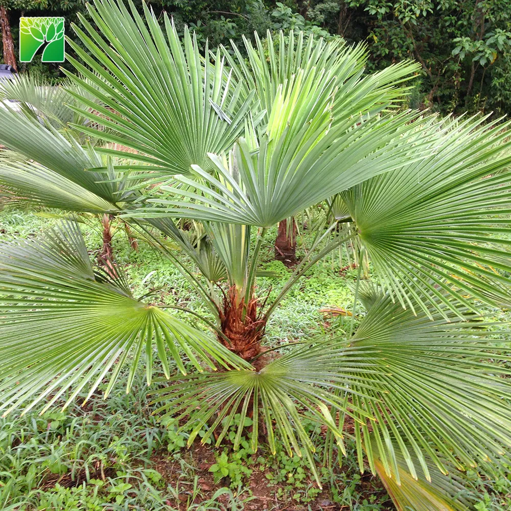 
Wholesale street ornamental evergreen palm tree plant nursery Trachycarpus martianus 