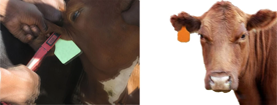 eartag