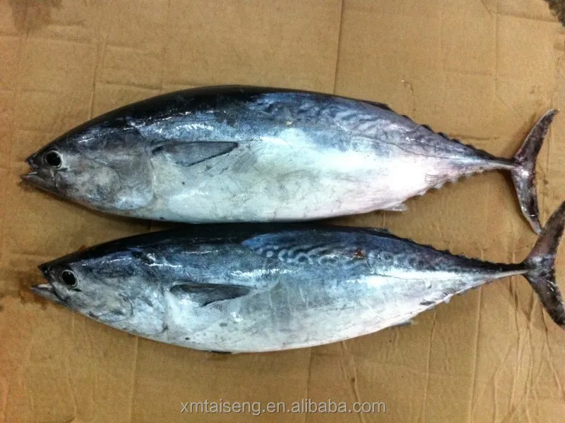 bonito (1).jpg