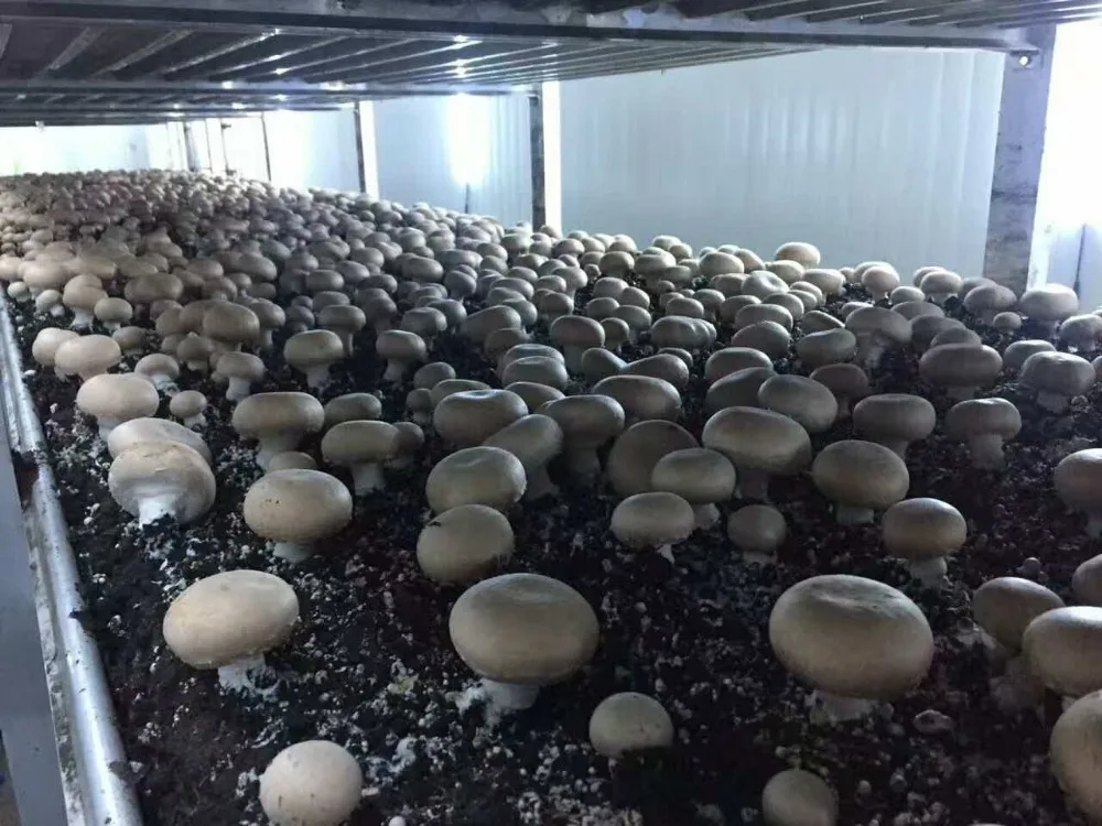 
Fresh Mushroomb Detan Portobello Mushroom 