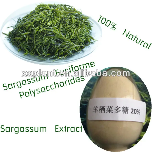 sargassum fusiform-source quality sargassum fusiform from global
