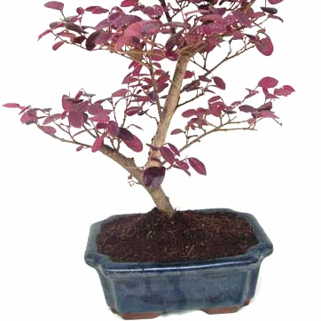 
15cm 20cm 30cm Living Bonsai Podocarpus Acer Ginkgo Ilex metasequola pseudolarix amabilis rhododendron simsii 