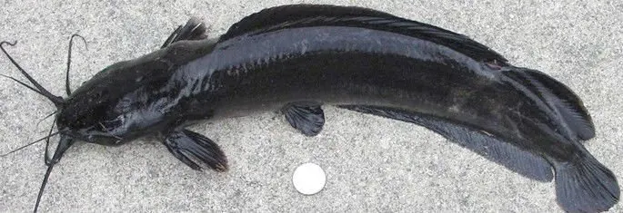 Fish-Seed-Asian-Catfish-Magur.jpg