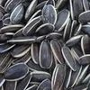 /product-detail/2018-sunflower-seed-price-india-per-ton-for-sale-60824602733.html