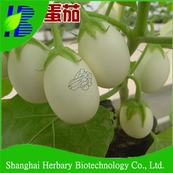 2018 newest white egg plant seeds for sowing