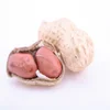 long type 24/28 Peanut price of peanut kernel with peanuts 1kg price