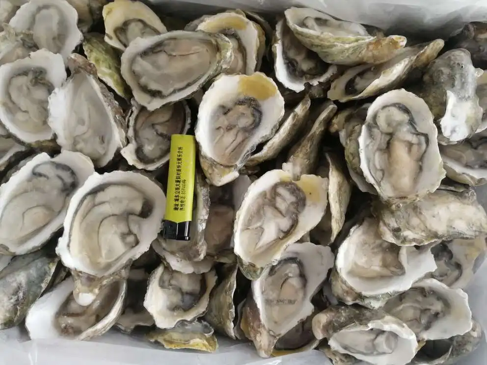 half shell oyster (4).jpg