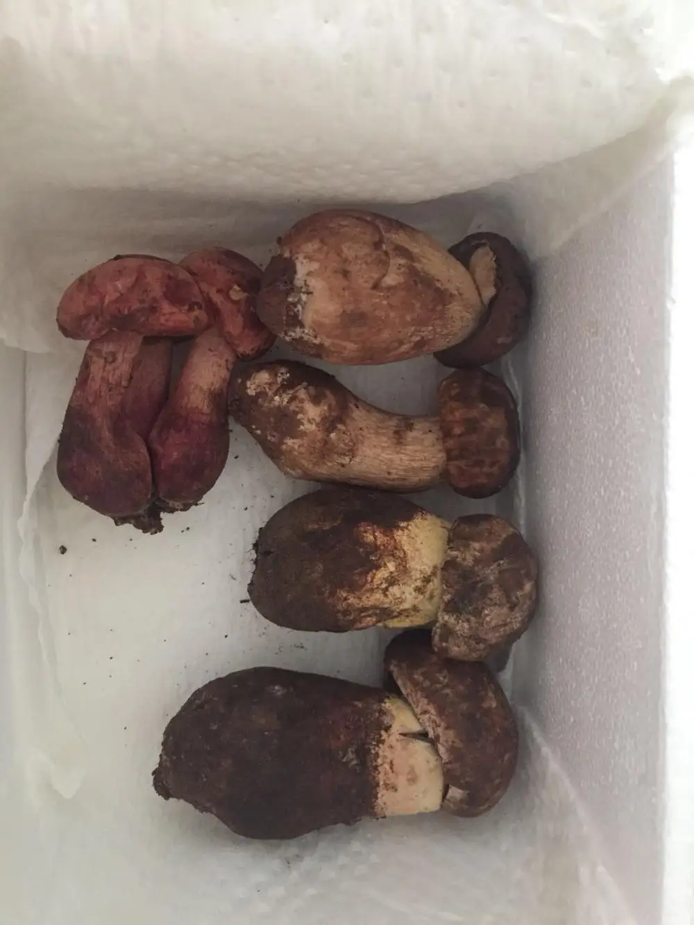 
Detan Forest Boletus 