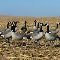 

Outdoor goose decoy flocked full-body canadian goose decoys for goose hunting