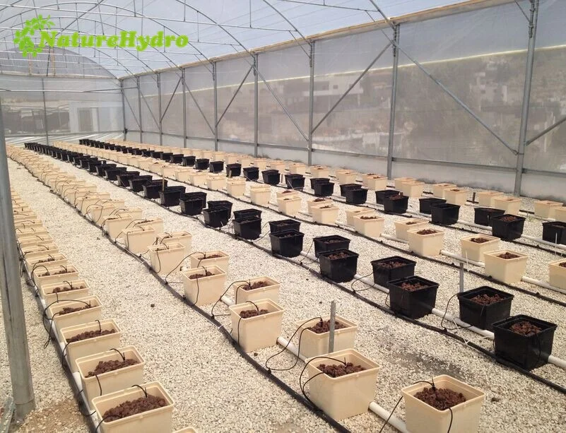 
Nutrient solution hydroponics plant eggplants 