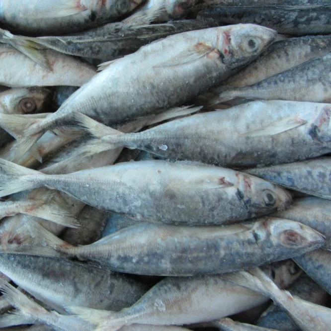 
Export Fresh Frozen Horse Mackerel Fish/Big Eye Scad Fish 