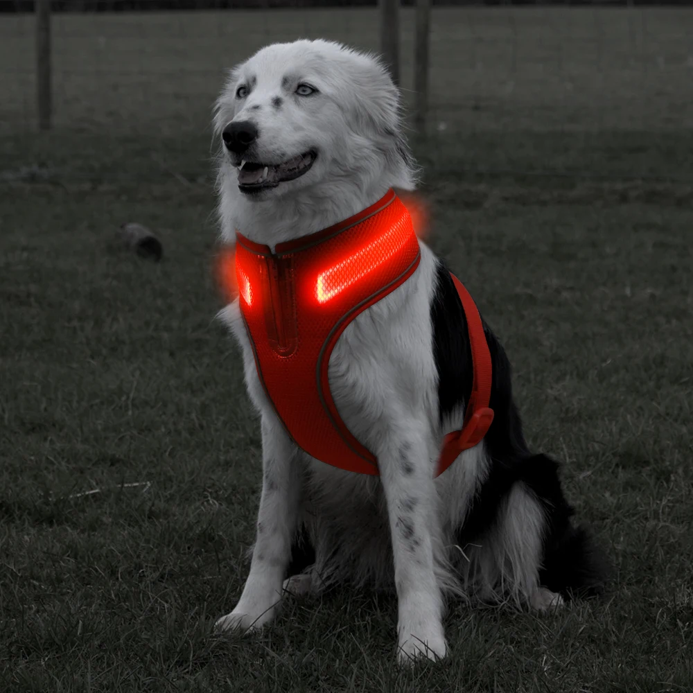 flashing dog lead