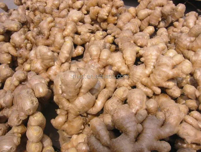 chinese fresh ginger supplier provide bulk fresh g