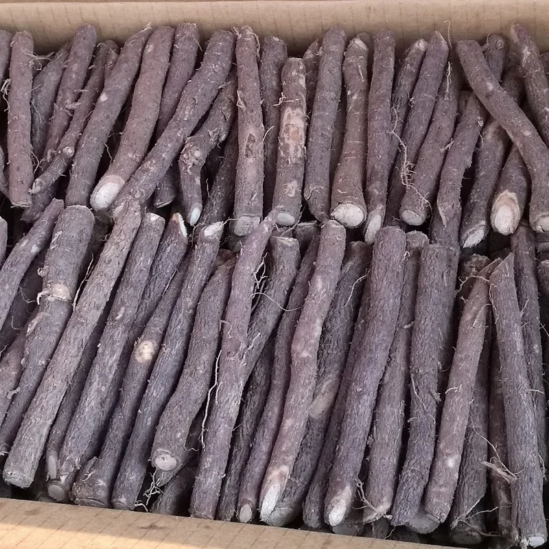 
China hybrid paotong fortunei and tomentosa hybrid royal empress tree paulownia seedling root seeds for planting 