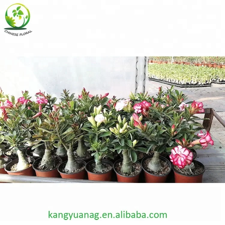 
Taiwan grafted colorful Adenium Obesum Desert Rose plants 