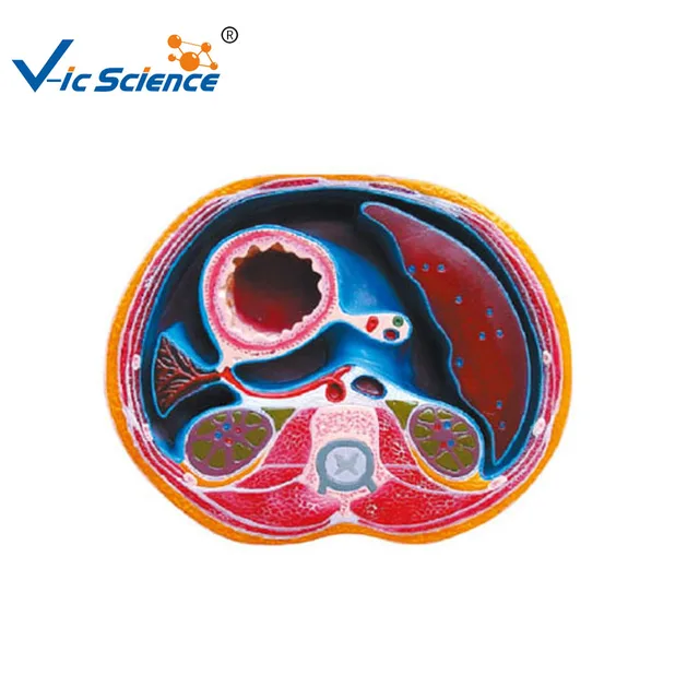 the cavity model wholesale, cavity suppliers - alibaba