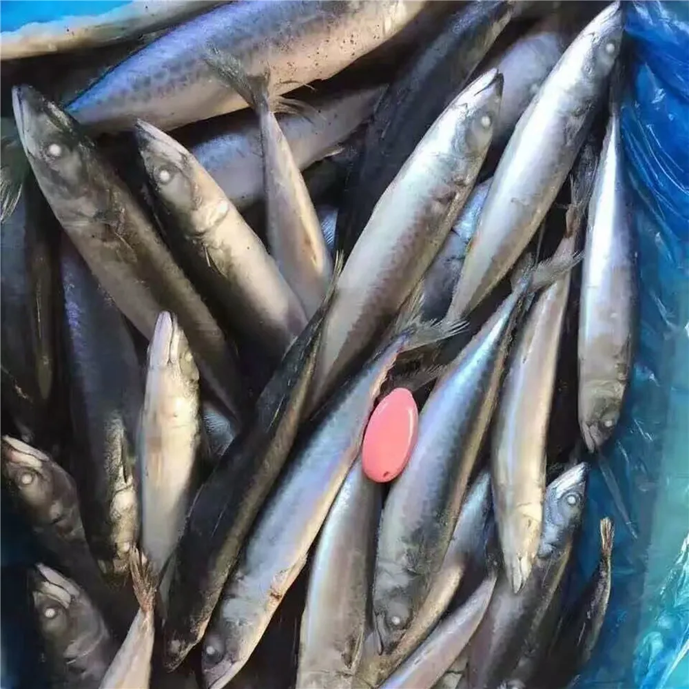 最畅销的产品冷冻鲭鱼中国供应商