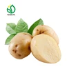 Holland fresh egyptian sweet potato import and export