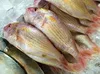 Quality frozen and fresh snapper of all type seafood fish Big/ Small TILAPIA, SARDINE, SALMON
