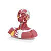 Head And Neck Muscluature Anatomy Structure Model