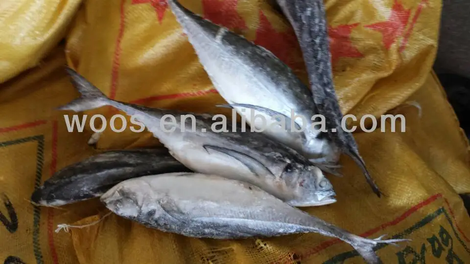 seafrozen hard tail sacd-1 