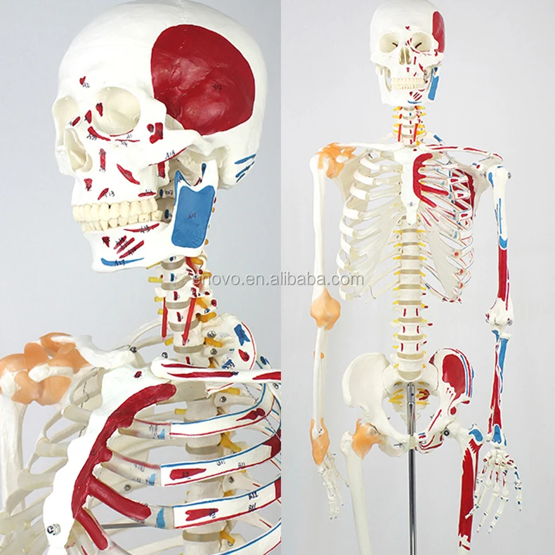 Enovo 170 Skeleton Muscle Point Numbered Flexible Medical Full 