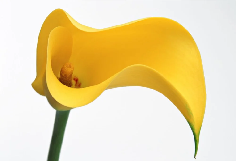 2017 hotsale fresh cut calla lily artificial calla lilies