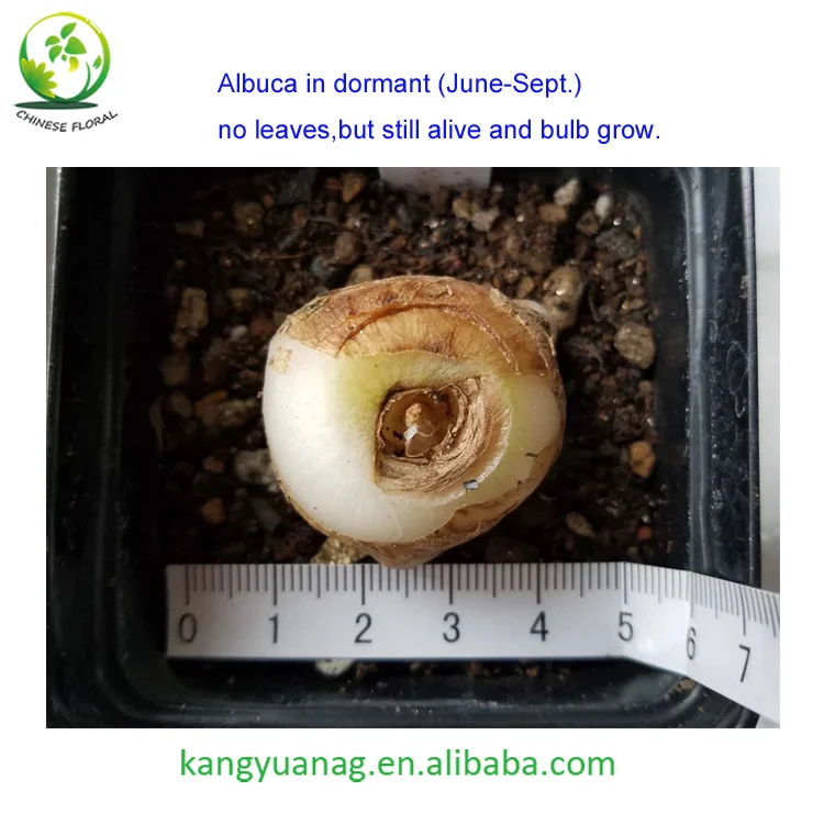 
Natural Rare Succulent Plant Albuca Concordiana with beautiful Curly leaves 