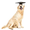 Black Graduation Costume Pet Graduation Caps Dog Graduation Hats with Yellow Tassel