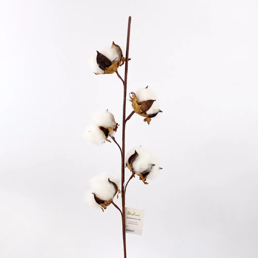 коробочка хлопка. хлопчатник обыкновенный. хлопок декоративный ветка. семена хлопчатника. стебель хлопчатника.