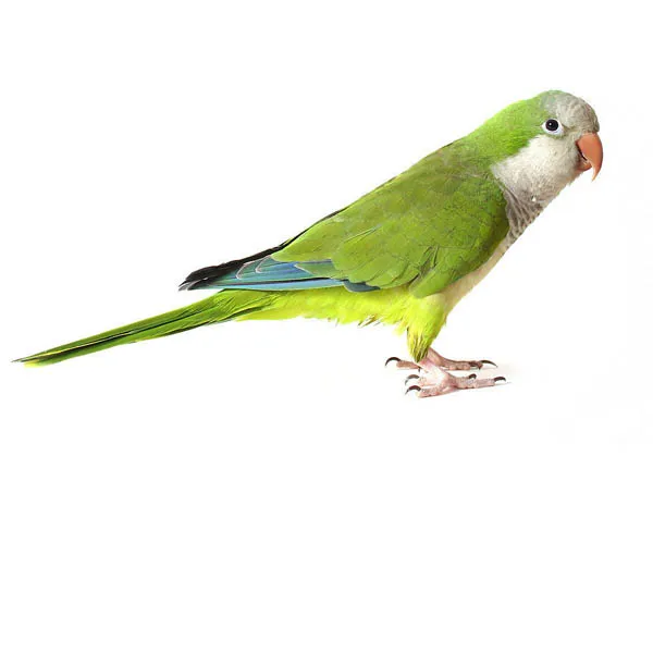 Birds For Sale >> Show Pieces For Home Feather Artificial Yellow Birds For Sale Buy Artificial Yellow Birds For Sale Pink Feather Birds For Decoration White Feather Birds For Sale >> Show Pieces For Home Feather Artificial Yellow Birds For Sale Buy Artificial Yellow Birds For Sale Pink Feather Birds For Decoration White Feather