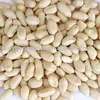ground nut supplier
