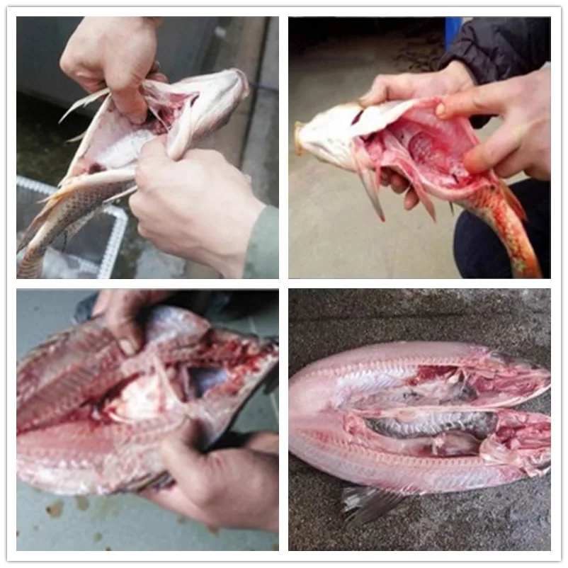 fish sliver carp gutting machine
