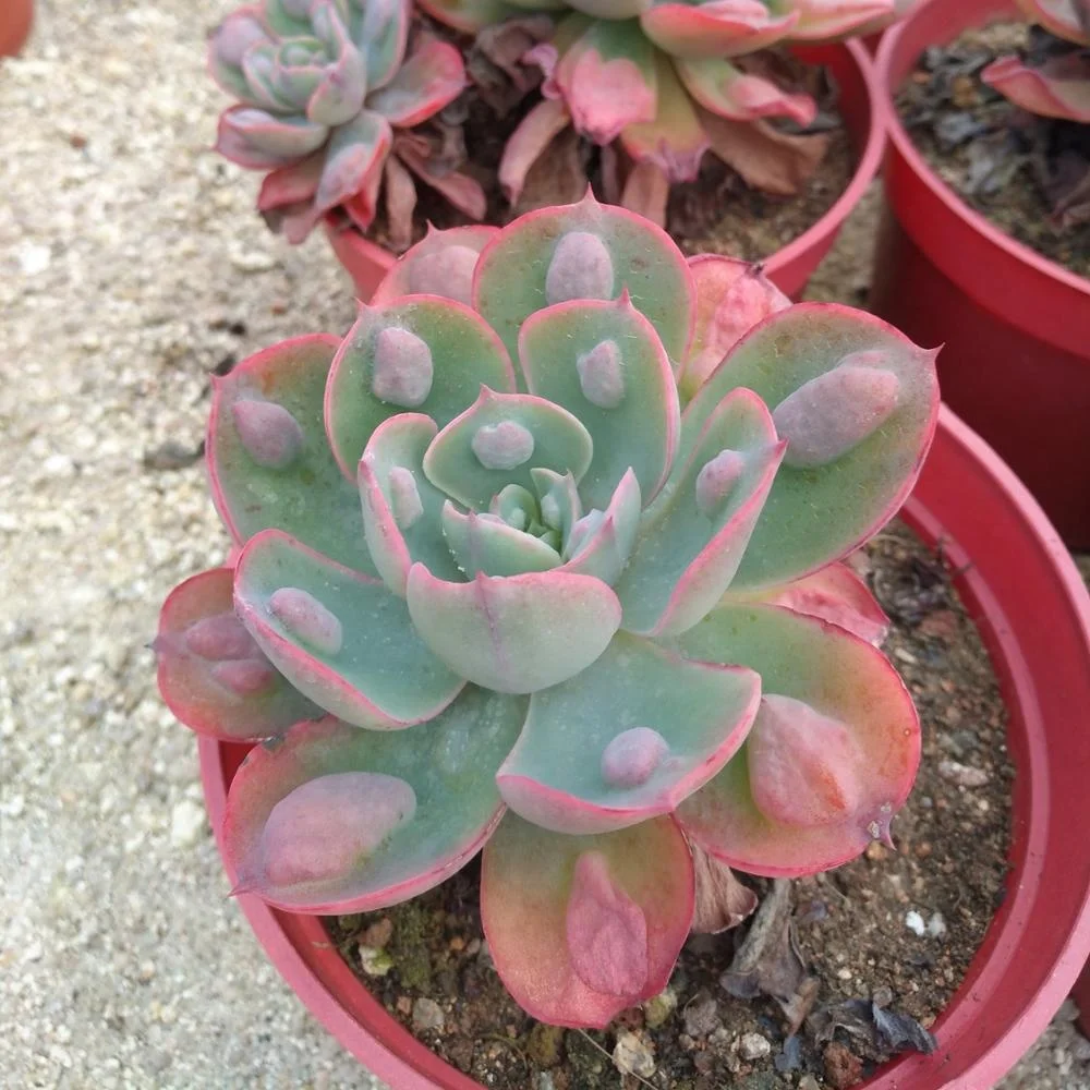 
mini succulent Echeveria Rain Drops indoor plant 