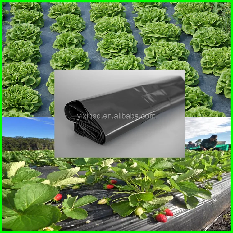 Used Plastic Mulch Layer On Garden For Sale With Good Price Buy Used