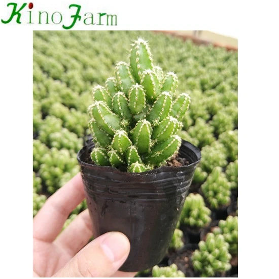 
cactus succulent seeds 