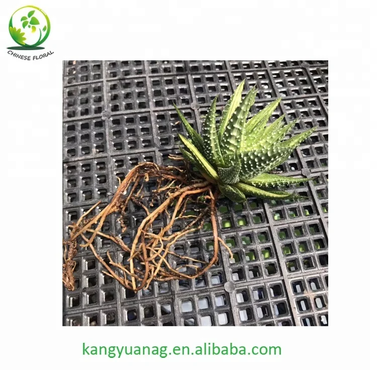 
Beautiful color natural Haworhtia margaritifera variegata 