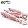 Reasonable price todarodes squid live squid for sale