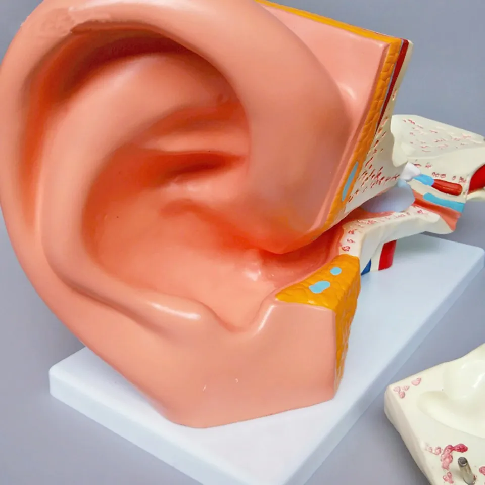 Medical Science Pvc Material Human Anatomy Giant Human Ear Model Used