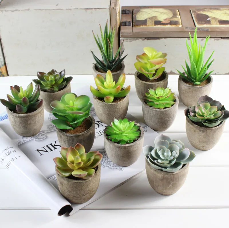 succulent plants (11).jpg