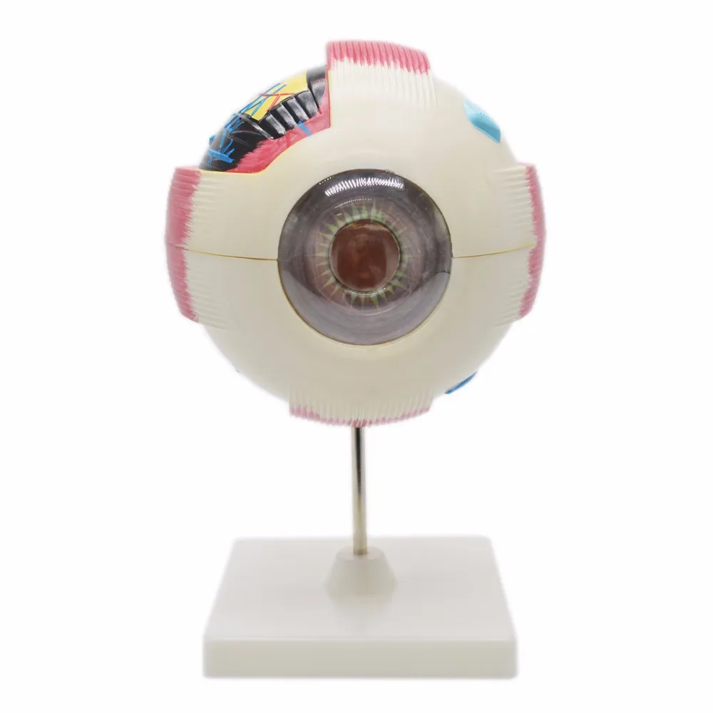 人体解剖眼模型