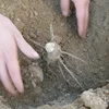 Big size hybrid paulownia 9501 cut root 99% survive for big tree
