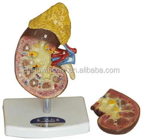 LM1132 plastic Kidney model with Adrenal Gland