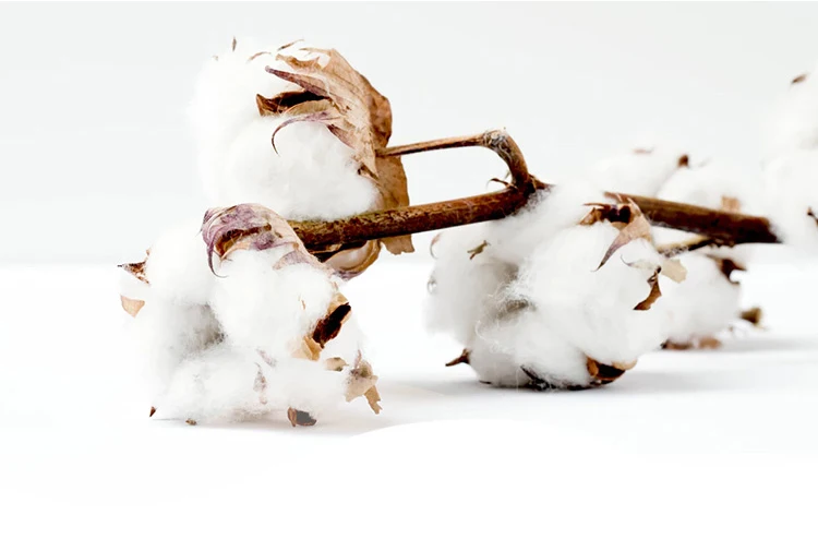 pure cotton tampon 1 (1)