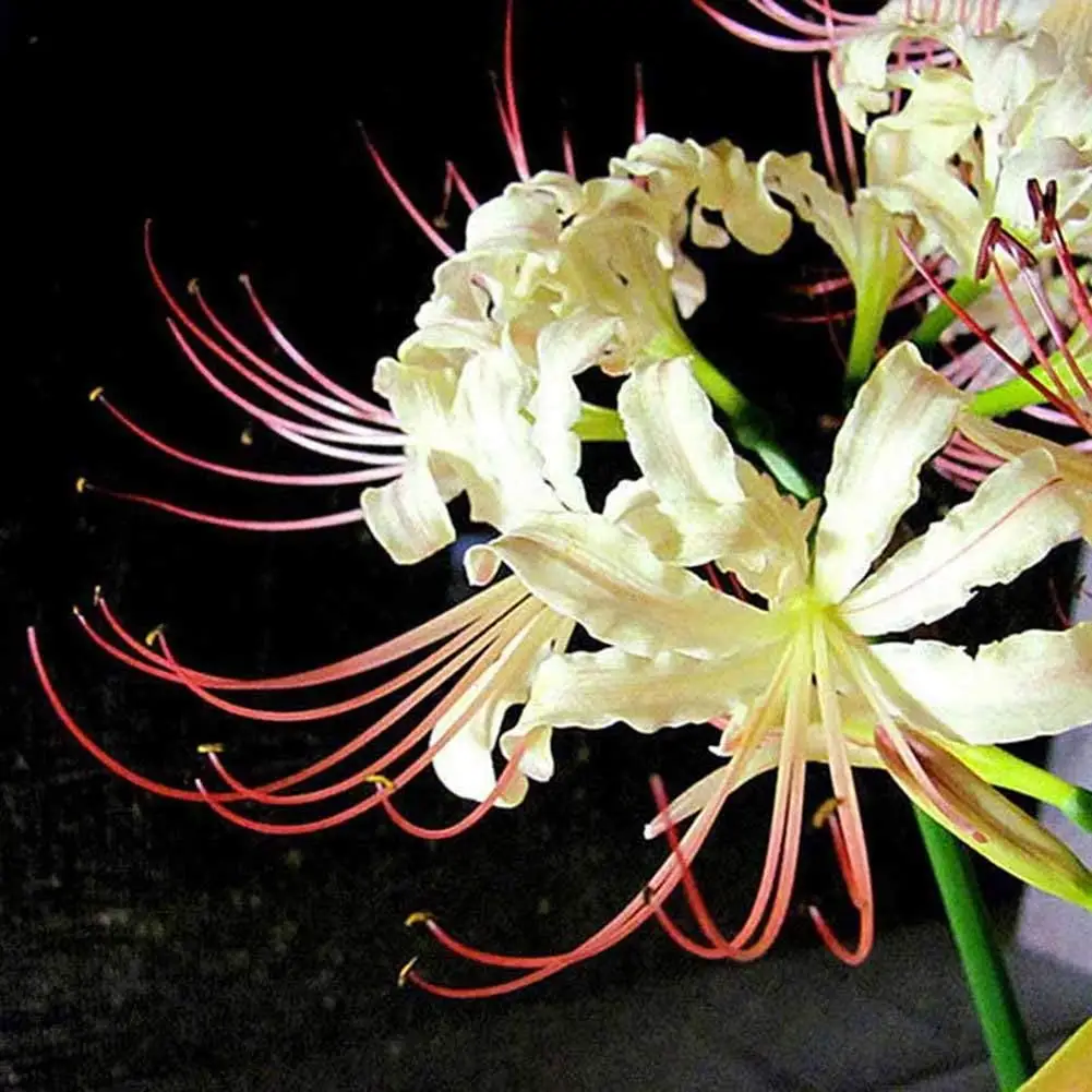 5x Bulbs Lycoris Radiata Spider lily Bulb Seeds Home Garden Flower Seed Decor de