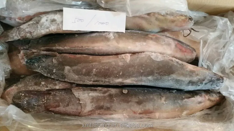 High Quality Tropical African Blackened Catfish Buy Africa Cat Fish