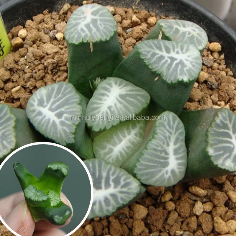
Haworthia succulent plants tissue culture breed fresh indoor plant base nursery 