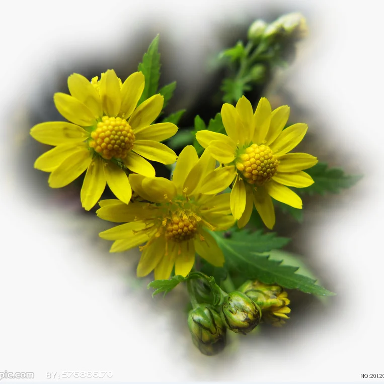 Y1171 Wholesale High Quality Wild Chrysanthemum Flower Oil Buy Wild Chrysanthemum Flower Oil